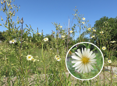 �H�n�܂�ƃA�L�m�m�Q�V�̉Ԃ��炢�Ă��܂��B