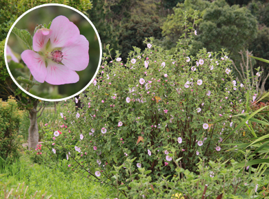 ���ꂢ�ȃs���N�̐F�̉Ԃ��炫�܂��B