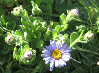 �_���}�M�N�͂₳���������T�L�F�̉Ԃ��炢�Ă��܂��B