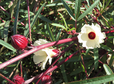 ���[�[���̉Ԃ��炢�Ă��܂��B