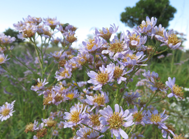 �V�I���̉Ԃ��炢�Ă��܂��B