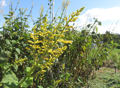 �T���r�A�E�}�h�����V�X���X�e�L�ȉ��F�̉Ԃ��炢�Ă��܂��B