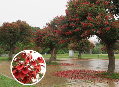 �A�����J�f�C�S