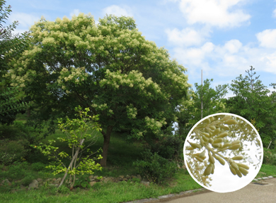 �V�}�g�l���R