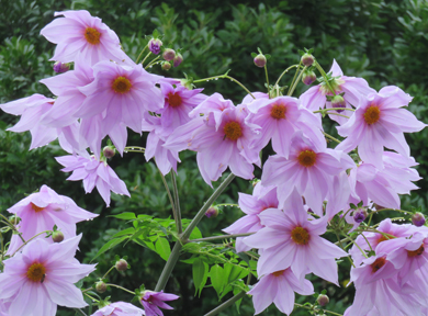 �w�������̃R�E�e�C�_���A�������Ă��܂��B