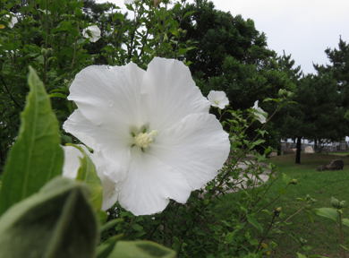 �n�C�r�X�J�X