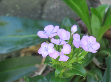 �n�}�i�f�V�R