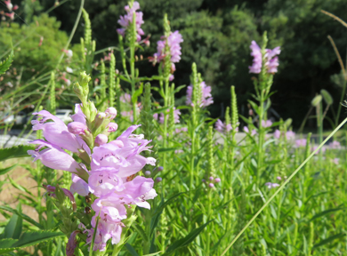 �n�i�g���m�I