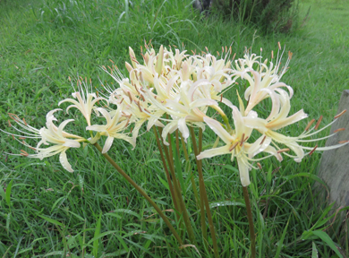 ���R���X