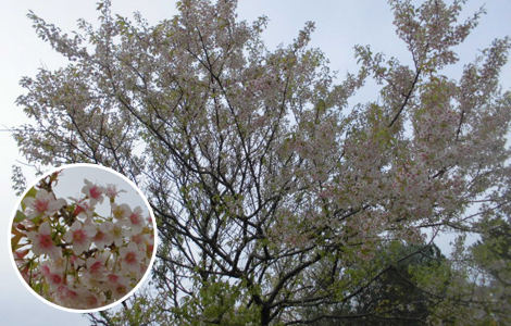 11���Ƀq�}�����U�N�������J�ɂȂ��Ă����B