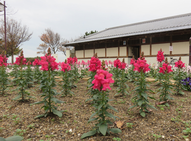 �Ԓd�ɃL���M���\�E���炢�Ă��܂��B