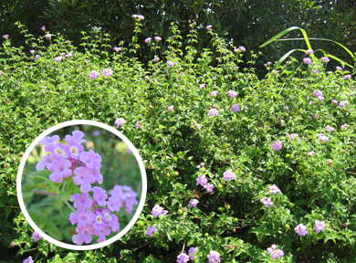 �R�o�m�����^�i