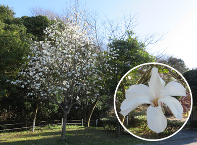 こぶしの木は白色の花を満開に咲いています。