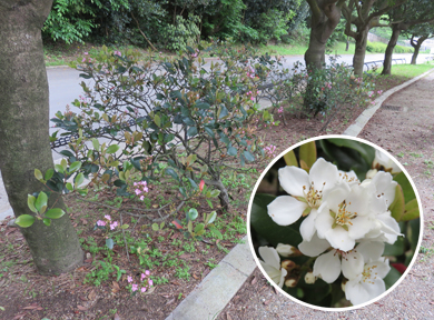 ���̐A���̓s���N�Ɣ��Ԃ��炫�܂��B