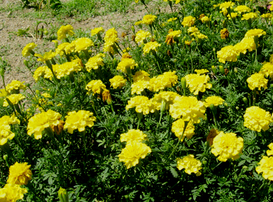 �}���[�S�[���h