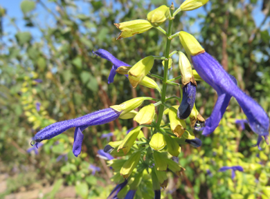 �T���r�A�E���L�V�J�[�i�̉Ԃ��Y��ȃ����T�L�F�̉Ԃł��B