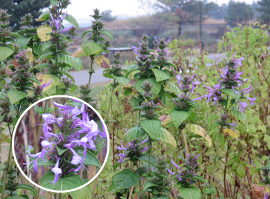 �q�|�G�X�e�X�E�A���X�^�^�A�����T�L�F�̉Ԃł��B