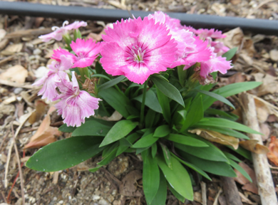 �i�f�V�R�̃s���N�F�̉Ԃ��炢�Ă��܂��B