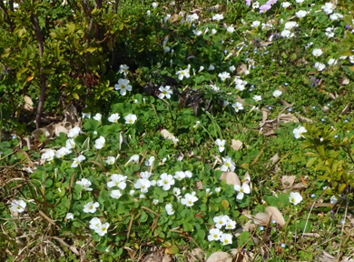 �I�L�U���X