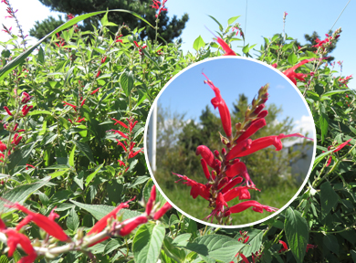 �p�C�i�b�v���Z�[�W�͐^���Ԃ̉Ԃ��炢�Ă��܂��B