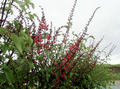 �q�V�o�f�C�S