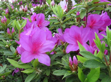 �q���h�c�c�W