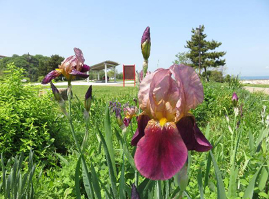 �W���[�}���E�A�C���X