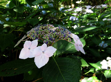 �K�N�A�W�T�C