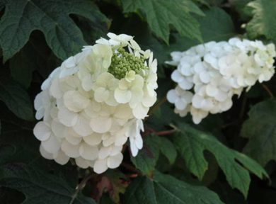 �J�V���o�A�W�T�C