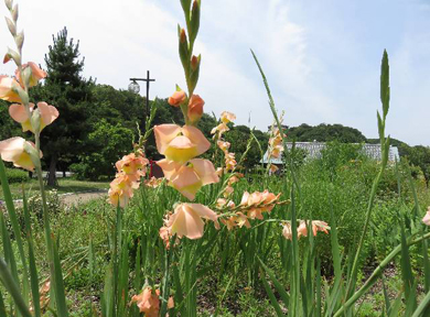 �O���W�I���X