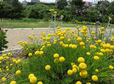 �O���[���E�T���g���i