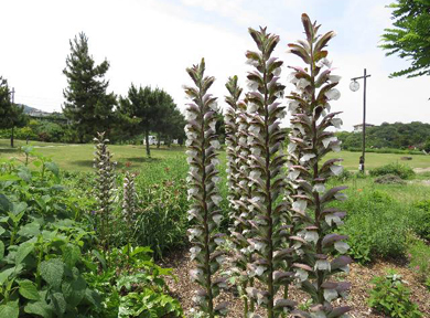 �A�J���T�X