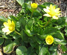 �����E�L���J