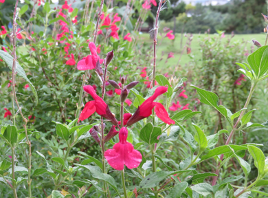 �`�����[�Z�[�W