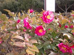 �J���c�o�L���炢�Ă��܂��B