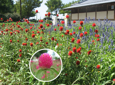 �Z���j�`�R�E