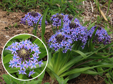 �����Ȏ��F�̉Ԃ���������炢�Ă��܂��B