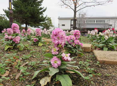 �Ԓd�ɐA���Ă���X�g�b�N�̉Ԃł��B