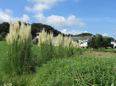 �p���p�X�O���X