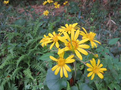 �R�̕��c���u�L�̂͂Ȃ��炢�Ă��܂��B