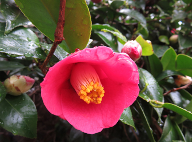 ���u�c�o�L