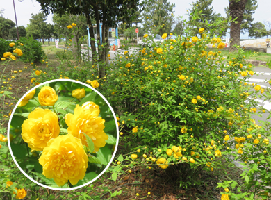 ���F�̉Ԃł��B