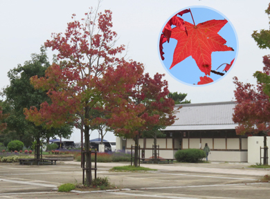 潮騒ビバレーのアメリカフウの木が紅葉なっています。